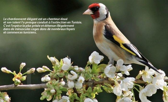 Ces merveilleux oiseaux à observer...à protéger Ces merveilleux oiseaux à observer...à protéger