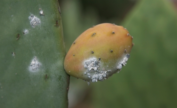 Lutte contre la cochenille du cactus: le devoir de gagner