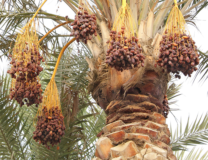 Bouquets de dattes – Le Palmier Gourmand