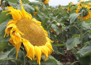 Le tournesol: passion, plaisir et santé 