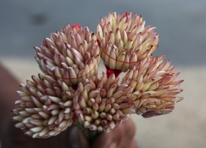 Le jasmin: La fleur emblématique de la Tunisie aux multiples vertus cosmétiques