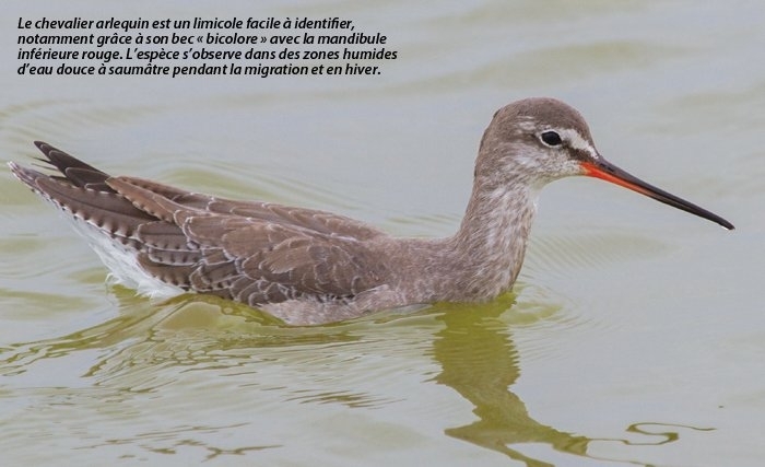 Où voir les oiseaux en Tunisie ? Où voir les oiseaux en Tunisie ?