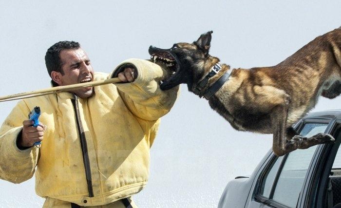 Brigade canine de la Garde nationale: L’effet de surprise qui fige, le flair qui débusque