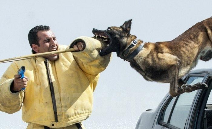 Brigade canine de la Garde nationale: L’effet de surprise qui fige, le flair qui débusque Brigade canine de la Garde nationale: L’effet de surprise qui fige, le flair qui débusque