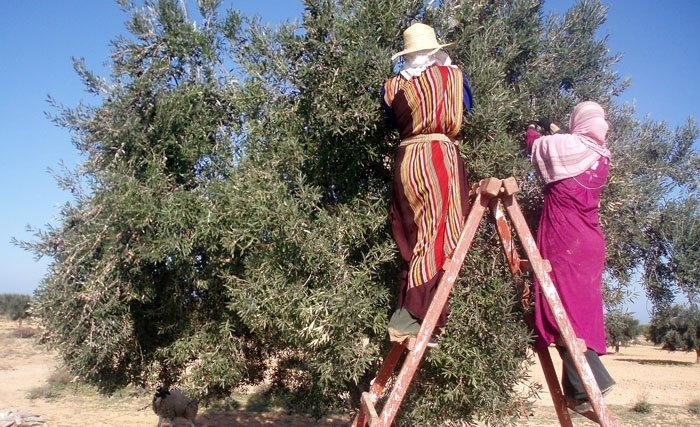 L’olivier en Tunisie, mythes et légendes L’olivier en Tunisie, mythes et légendes