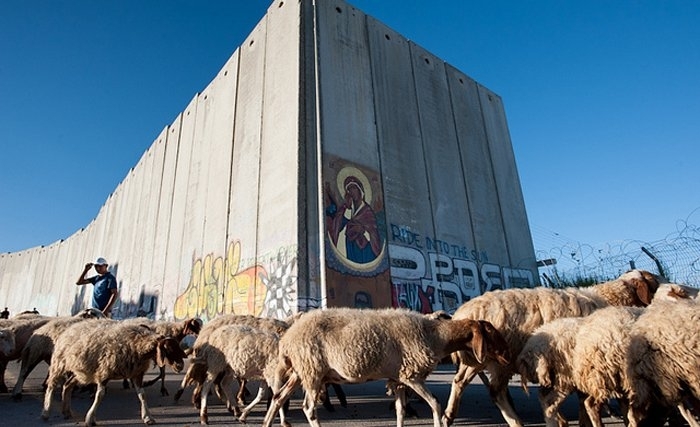 Quand l’armée israélienne s’en prend aux agneaux, aux brebis et aux vaches des palestiniens. Quand l’armée israélienne s’en prend aux agneaux, aux brebis et aux vaches des palestiniens.
