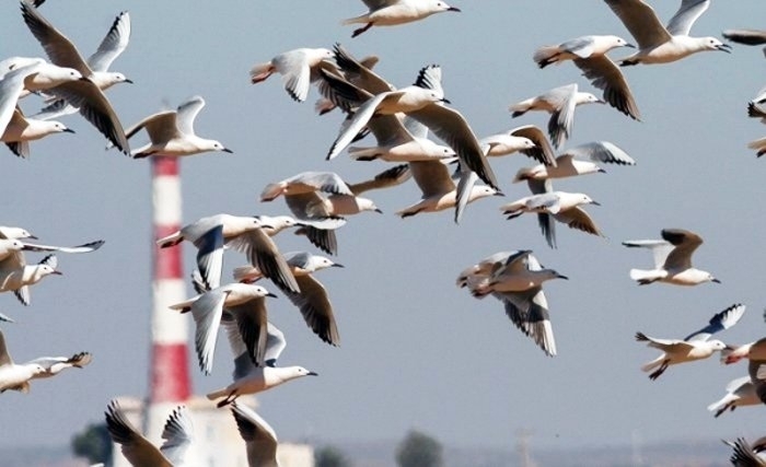 Sel et oiseaux : une exposition inédite à l’Agora, La Marsa Sel et oiseaux : une exposition inédite à l’Agora, La Marsa