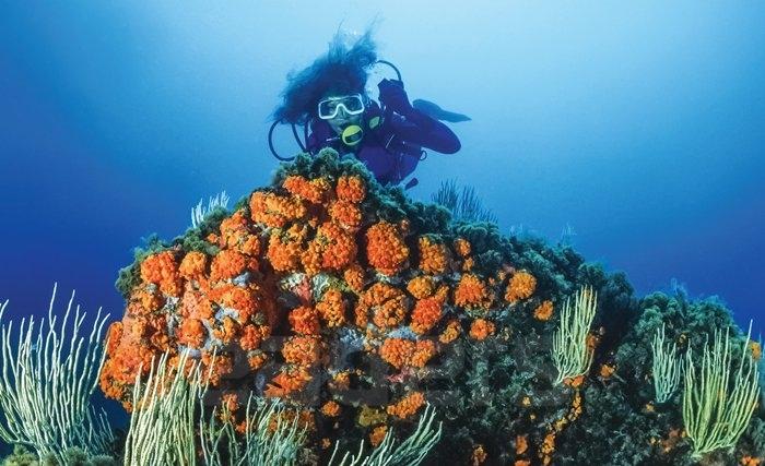 Plongée au fond des merveilles sous-marines de Tabarka (Vidéo)