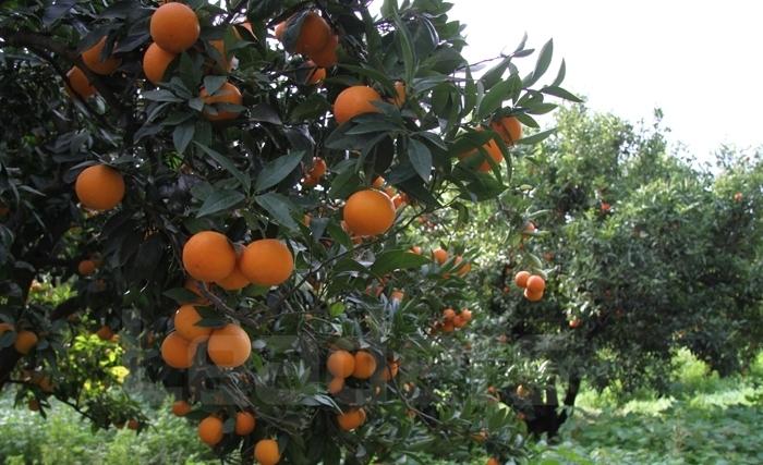 Les oranges en Tunisie et  dans le monde 