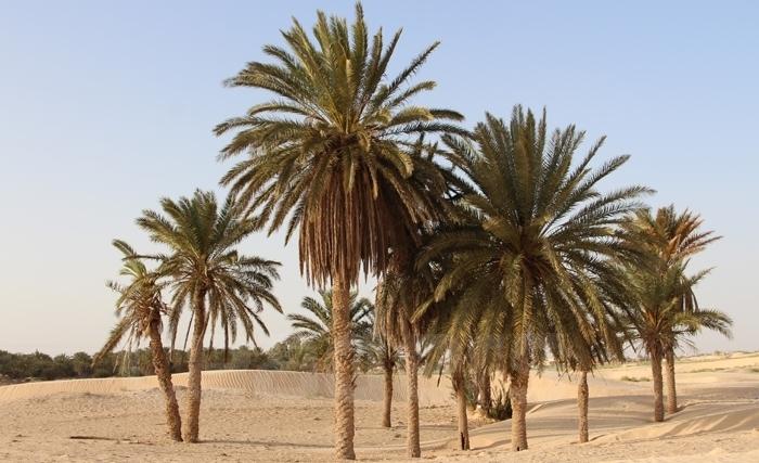 Prochainement, l'armée lancera un projet similaire à Réjim Maatoug dans les sud tunisien Prochainement, l'armée lancera un projet similaire à Réjim Maatoug dans les sud tunisien