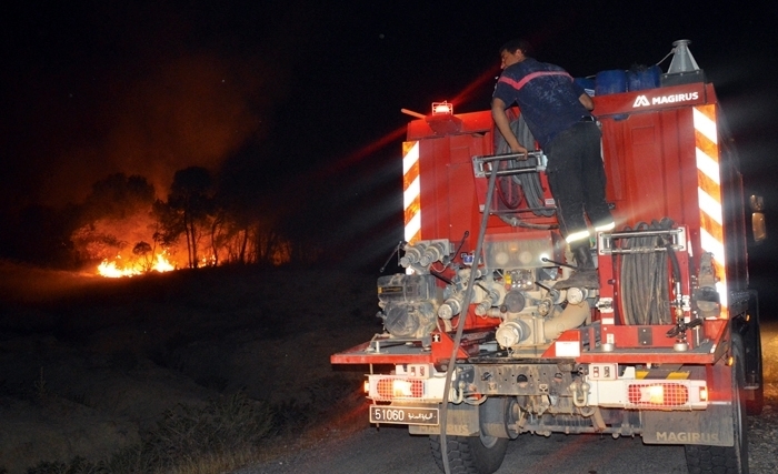 Feu de forêt en Tunisie: Une catastrophe écologique, culturelle et humaine Feu de forêt en Tunisie: Une catastrophe écologique, culturelle et humaine
