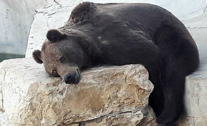 Le ZOO du Belvédère: l’enfer du décor! Le ZOO du Belvédère: l’enfer du décor!