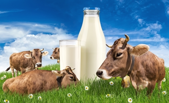 Lait : l’exportation salutaire