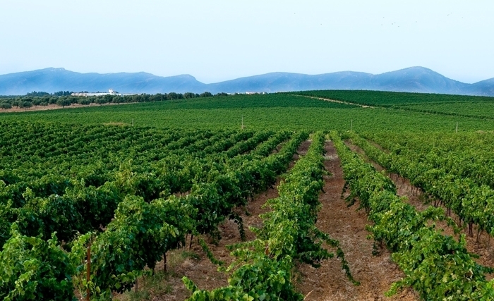 L’agriculture est en péril Sauvons ce qu'on peut…  Le bilan se fera plus tard !