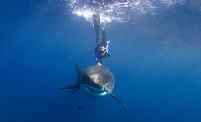 Comment nager au milieu des requins