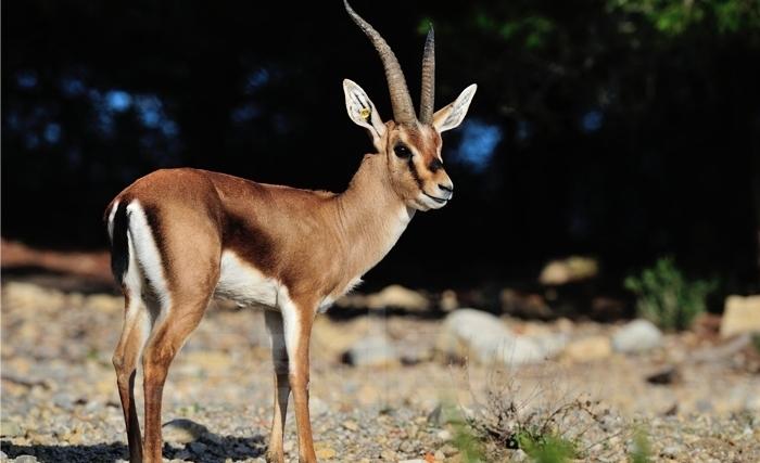 Comment conserver la gazelle de Cuvier Comment conserver la gazelle de Cuvier