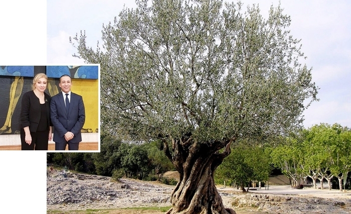 A l’initiative de la Tunisie et du Liban, l’UNESCO instaure la journée mondiale de l’Olivier A l’initiative de la Tunisie et du Liban, l’UNESCO instaure la journée mondiale de l’Olivier