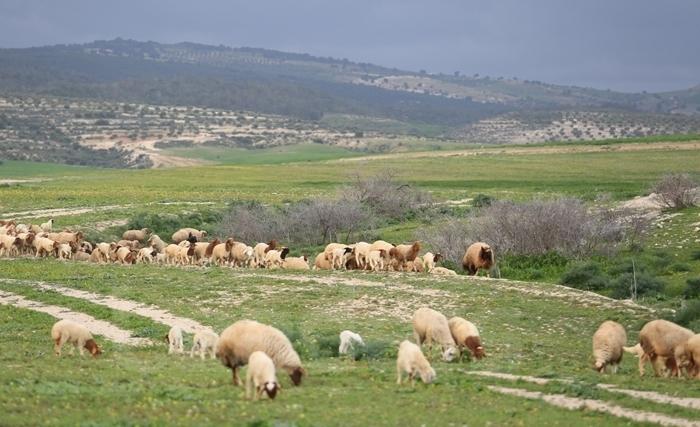 Comment les moutons de Tunisie ont gagné leurs galons aux Etats-Unis depuis 1799 Comment les moutons de Tunisie ont gagné leurs galons aux Etats-Unis depuis 1799