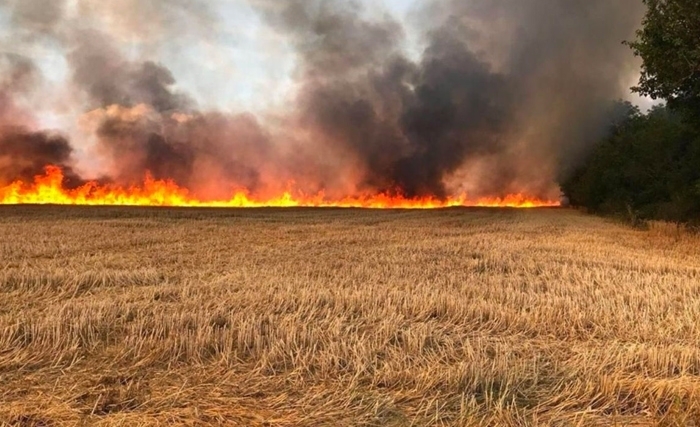 Les incendies auraient provoqué la perte de 15000 quintaux de céréales
