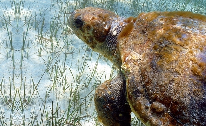 Les îles Kuriat, «deux petites émergences» qui servent de refuges aux espèces vulnérables Les îles Kuriat, «deux petites émergences» qui servent de refuges aux espèces vulnérables