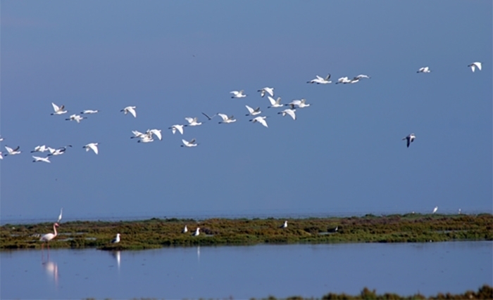 Tunisie: Les îles Kneïes, paradis des oiseaux hivernants