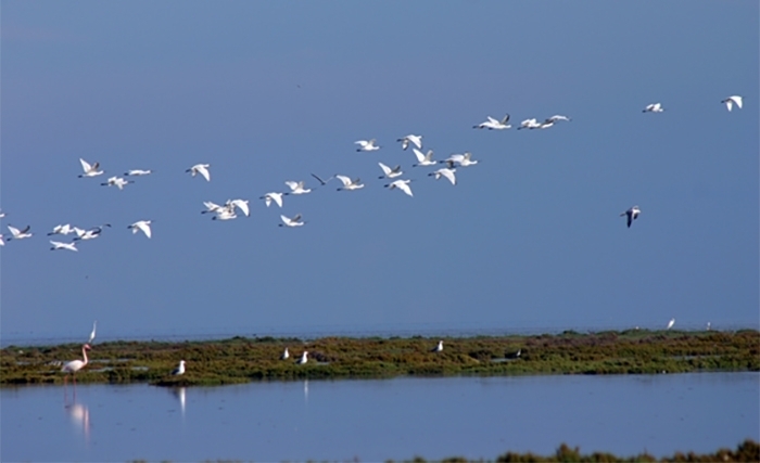Tunisie: Les îles Kneïes, paradis des oiseaux hivernants Tunisie: Les îles Kneïes, paradis des oiseaux hivernants