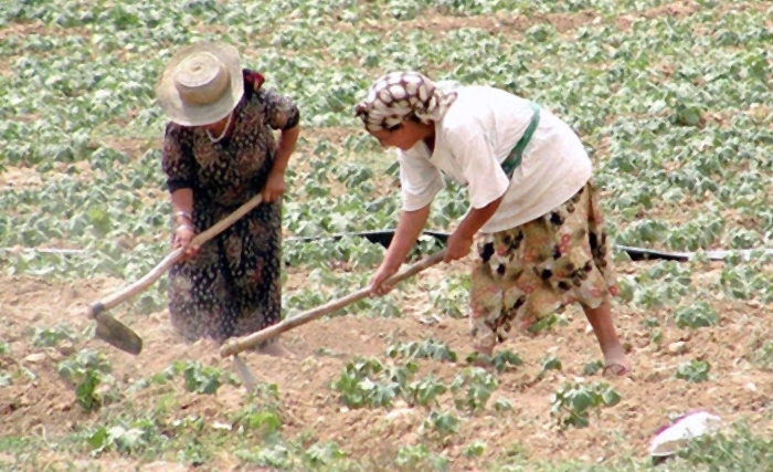  Salah Darghouth: A monsieur Habib Jemli… l’agronome