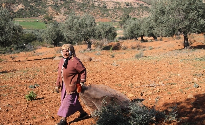 L'oleiculture tunisienne passe à la vitesse supérieure : (Album Photos) L'oleiculture tunisienne passe à la vitesse supérieure : (Album Photos)