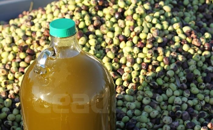 Ridha Bergaoui: Et si on arrête d’exporter l’huile d’olive? Ridha Bergaoui: Et si on arrête d’exporter l’huile d’olive?