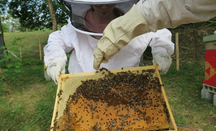 Ridha Bergaoui: Le 20 mai, journée mondiale des abeilles