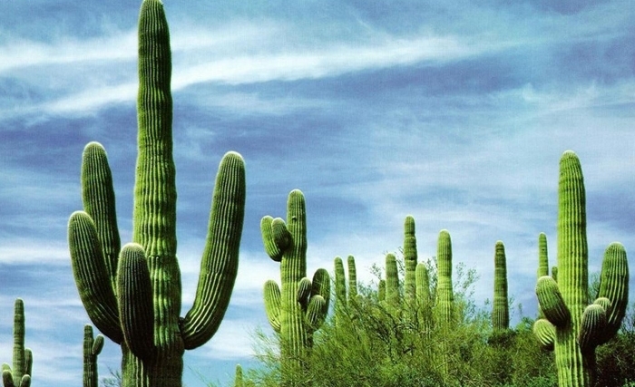 Le cactus : une plante pleine de qualités et d’ opportunités socio-économiques