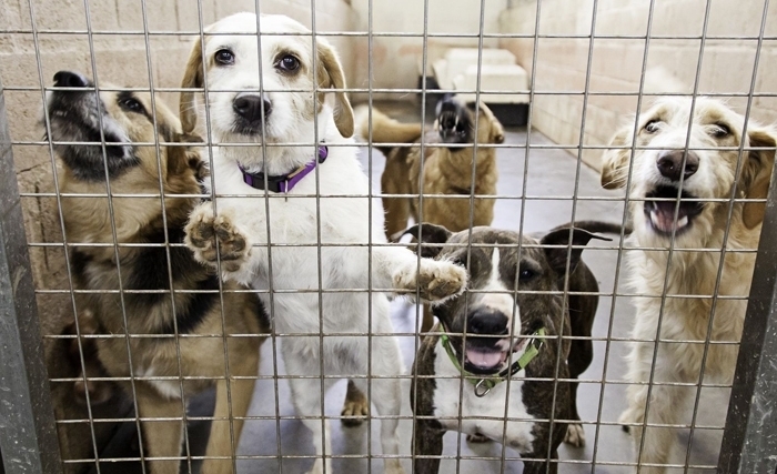 L’affaire des chiens errants à Djerba : A qui profite le crime ? L’affaire des chiens errants à Djerba : A qui profite le crime ?