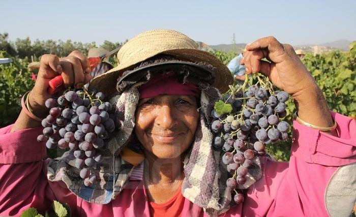 Scènes de vendanges à Grombalia (Album photos)