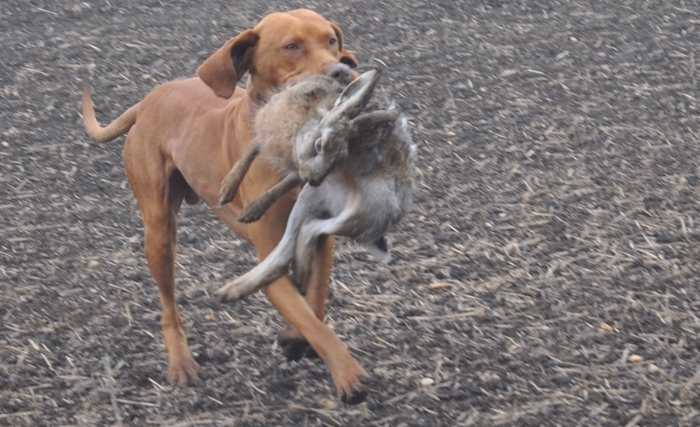 Deux propositions utiles : permis de chasse et concessions Deux propositions utiles : permis de chasse et concessions