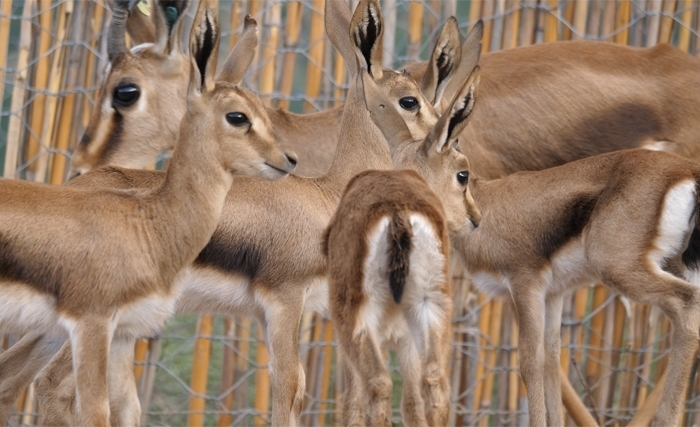 ...Et la gazelle de l’Atlas redevint tunisienne ...Et la gazelle de l’Atlas redevint tunisienne