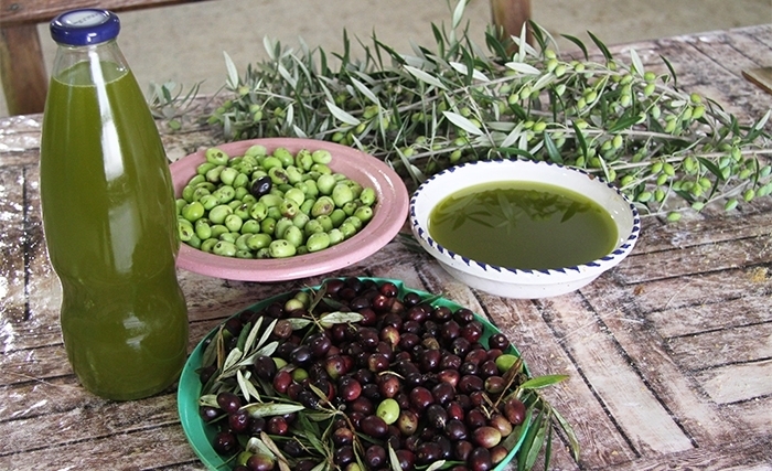 Physiologie Et Chimie Des Produits De L’olivier: Feuille, fruit, huile et leurs rôles dans la nutrition et la santé humaines