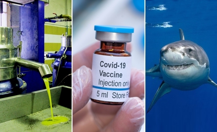 Mohamed Larbi Bouguerra: Vaccins anti-Covid, requins et huile d’olive Mohamed Larbi Bouguerra: Vaccins anti-Covid, requins et huile d’olive
