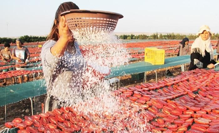 Tunisie: La tomate séchée, un produit traditionnel remis au goût du jour (Album photos) Tunisie: La tomate séchée, un produit traditionnel remis au goût du jour (Album photos)