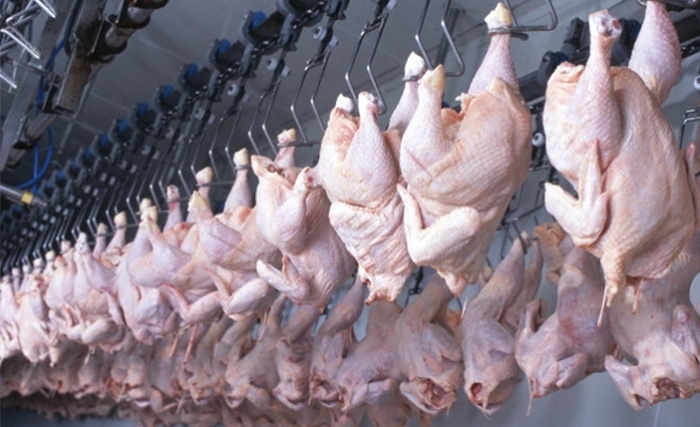 A quand l’application de l’interdiction de l’abattage anarchique des poulets? A quand l’application de l’interdiction de l’abattage anarchique des poulets?