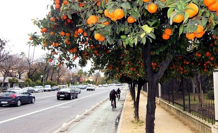 A Séville, les oranges produisent de l’électricité et de l’eau potable A Séville, les oranges produisent de l’électricité et de l’eau potable