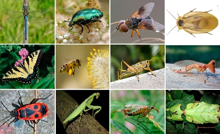 Les insectes, des compagnons indésirables mais indispensables pour notre survie