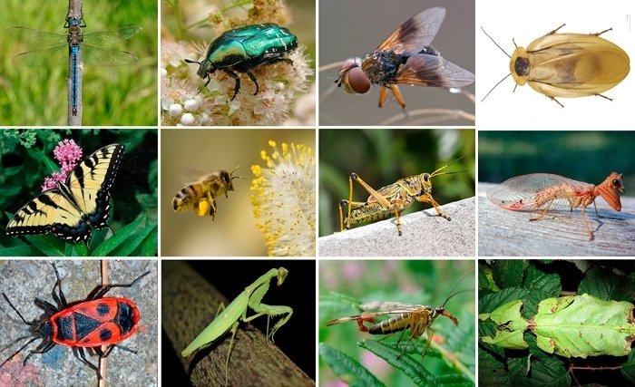 Les insectes, des compagnons indésirables mais indispensables pour notre survie Les insectes, des compagnons indésirables mais indispensables pour notre survie