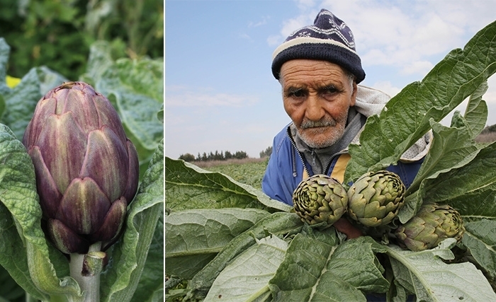 L’artichaut: Saveurs et bienfaits santé L’artichaut: Saveurs et bienfaits santé