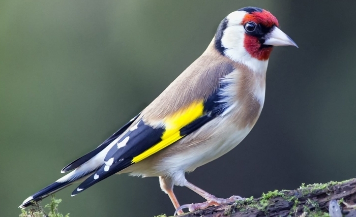 Protégeons les oiseaux, facteur essentiel de l’équilibre des écosystèmes Protégeons les oiseaux, facteur essentiel de l’équilibre des écosystèmes