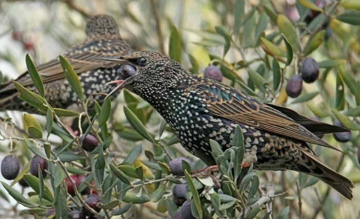 Les oiseaux nuisibles, une vraie menace qu’il faut prendre au sérieux