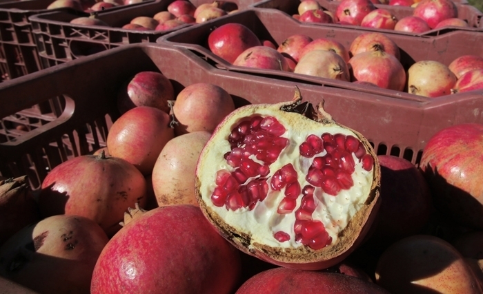 La grenade de Gabès, un fruit – patrimoine !