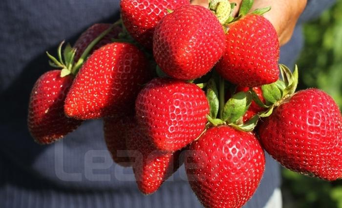 Fraise Fraise