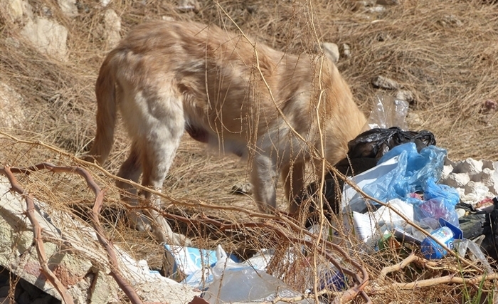 L’environnement, dernier souci des Tunisiens ?