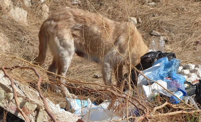 L’environnement, dernier souci des Tunisiens ? L’environnement, dernier souci des Tunisiens ?