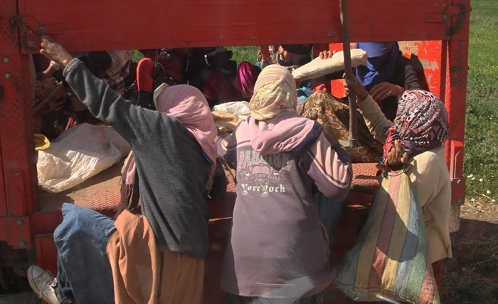 Tunisie : La route n’est pas le seul danger qui guette nos ouvrières agricoles Tunisie : La route n’est pas le seul danger qui guette nos ouvrières agricoles